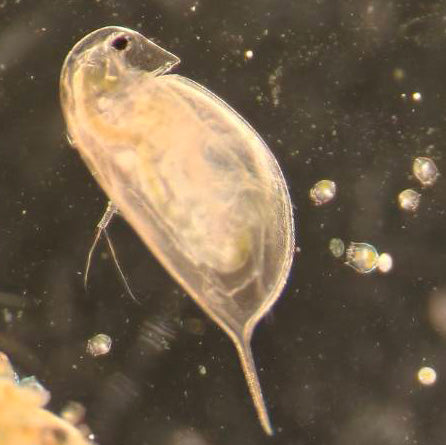 Daphnia magna Eggs