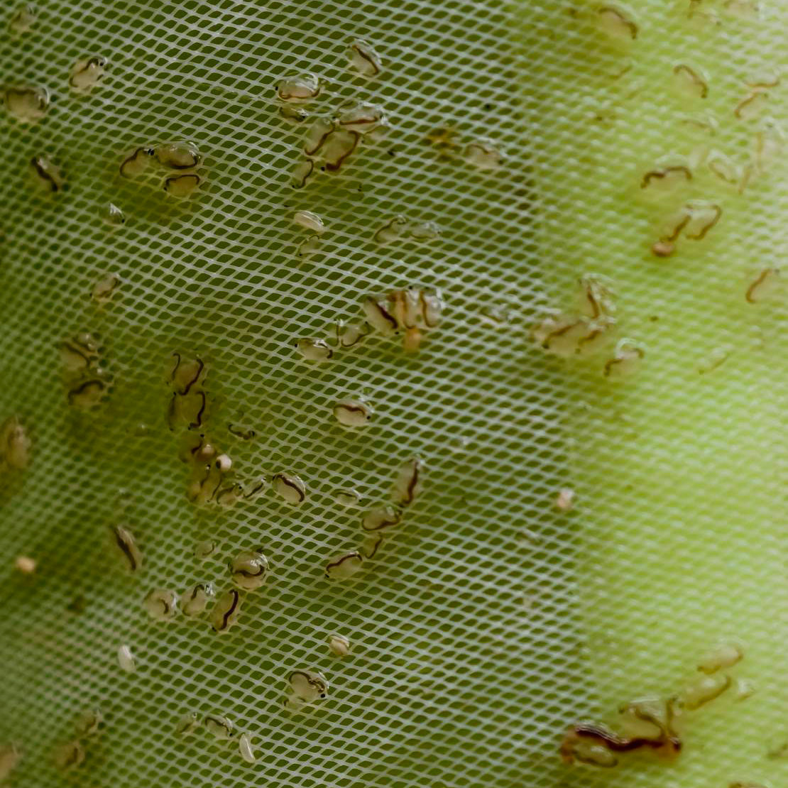 Daphnia magna Eggs