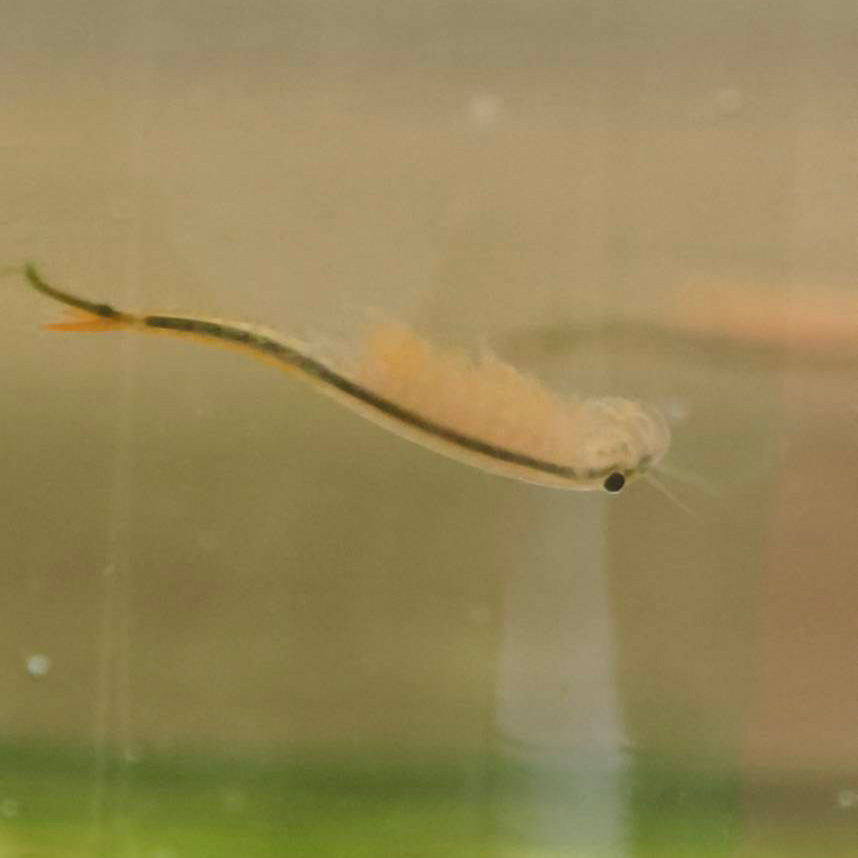 Fairy Shrimp Eggs