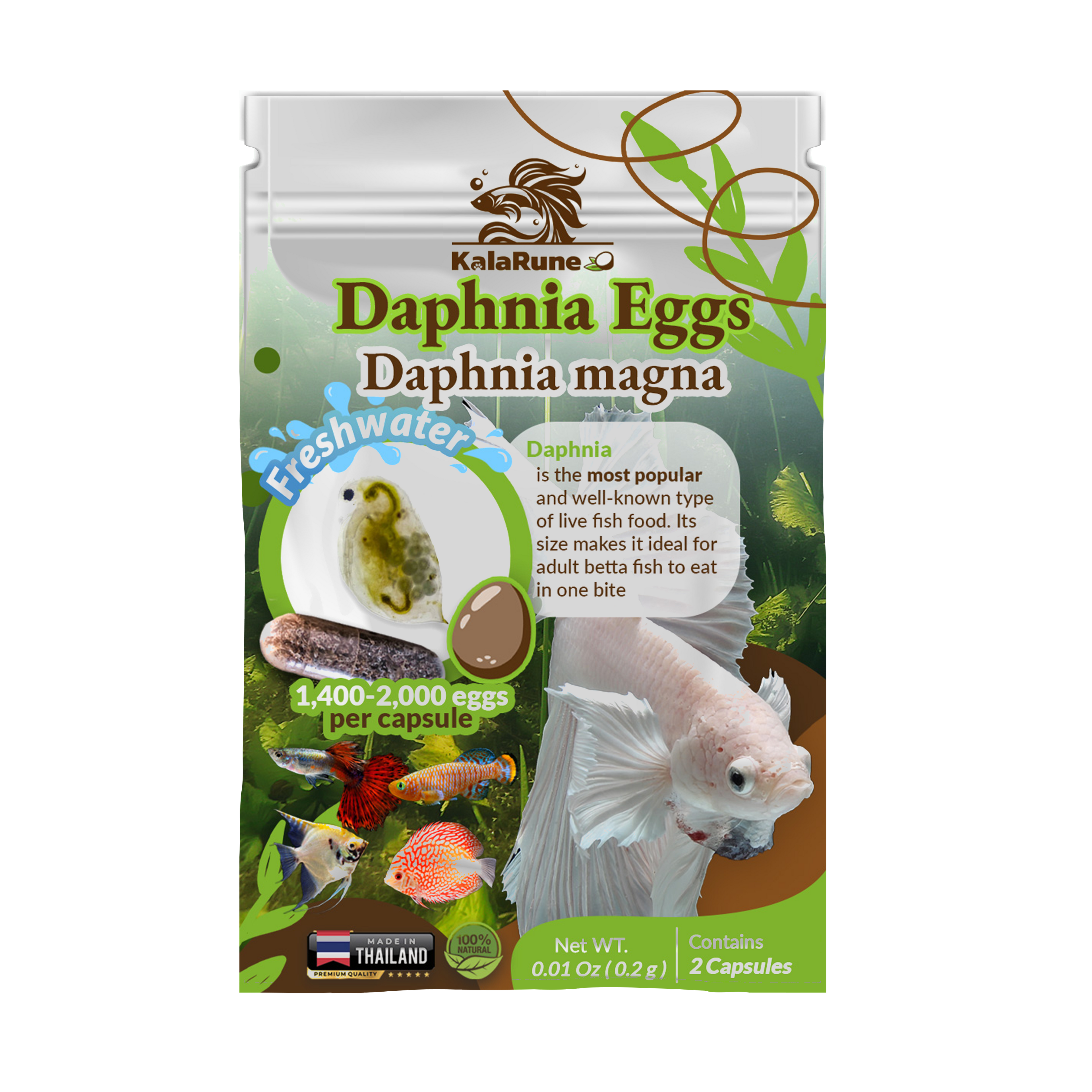 Daphnia magna Eggs