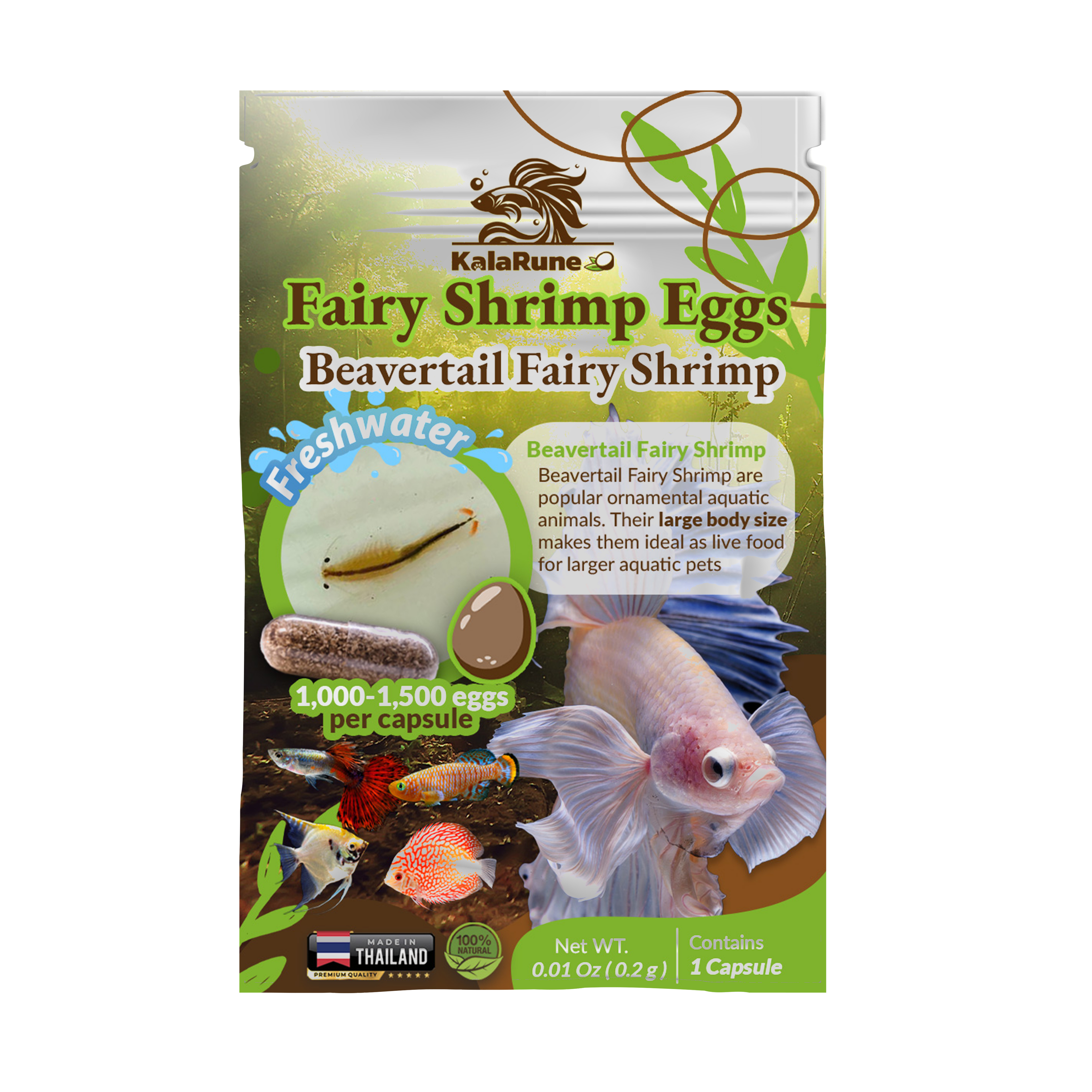 Fairy Shrimp Bevertail Eggs