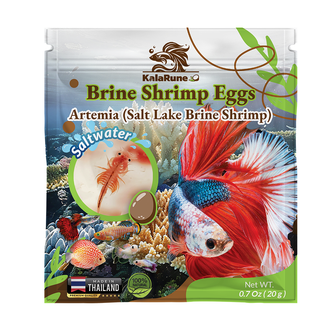 Brine shrimp eggs
