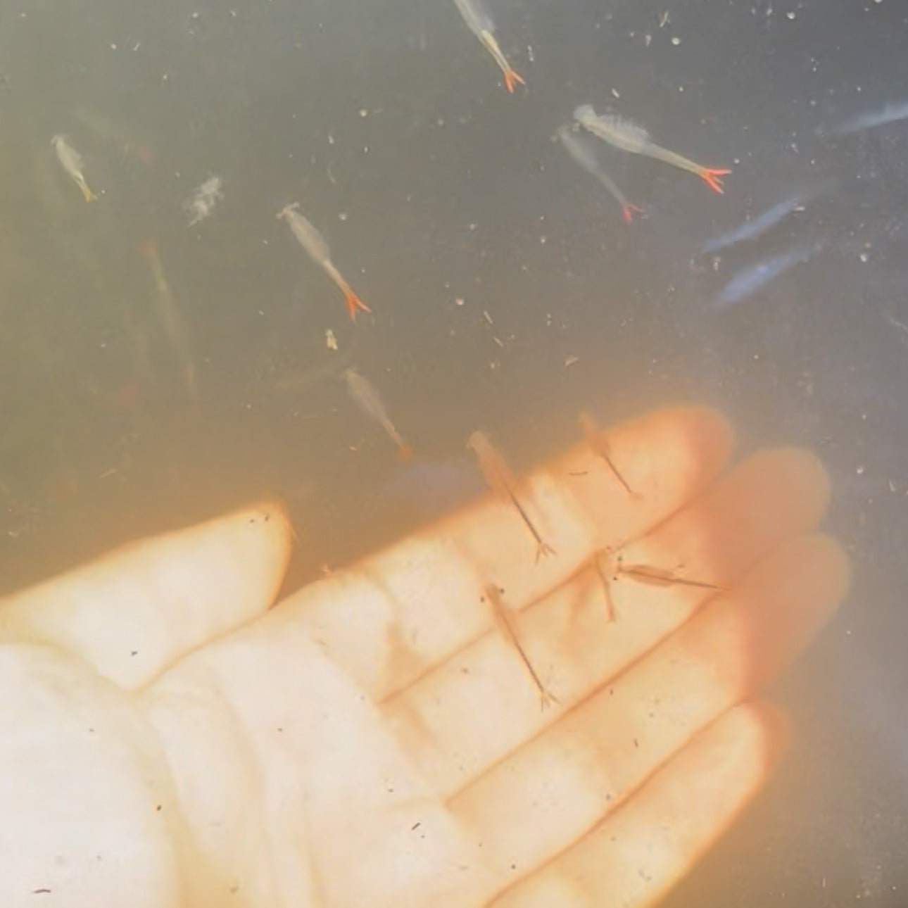 Fairy Shrimp Eggs