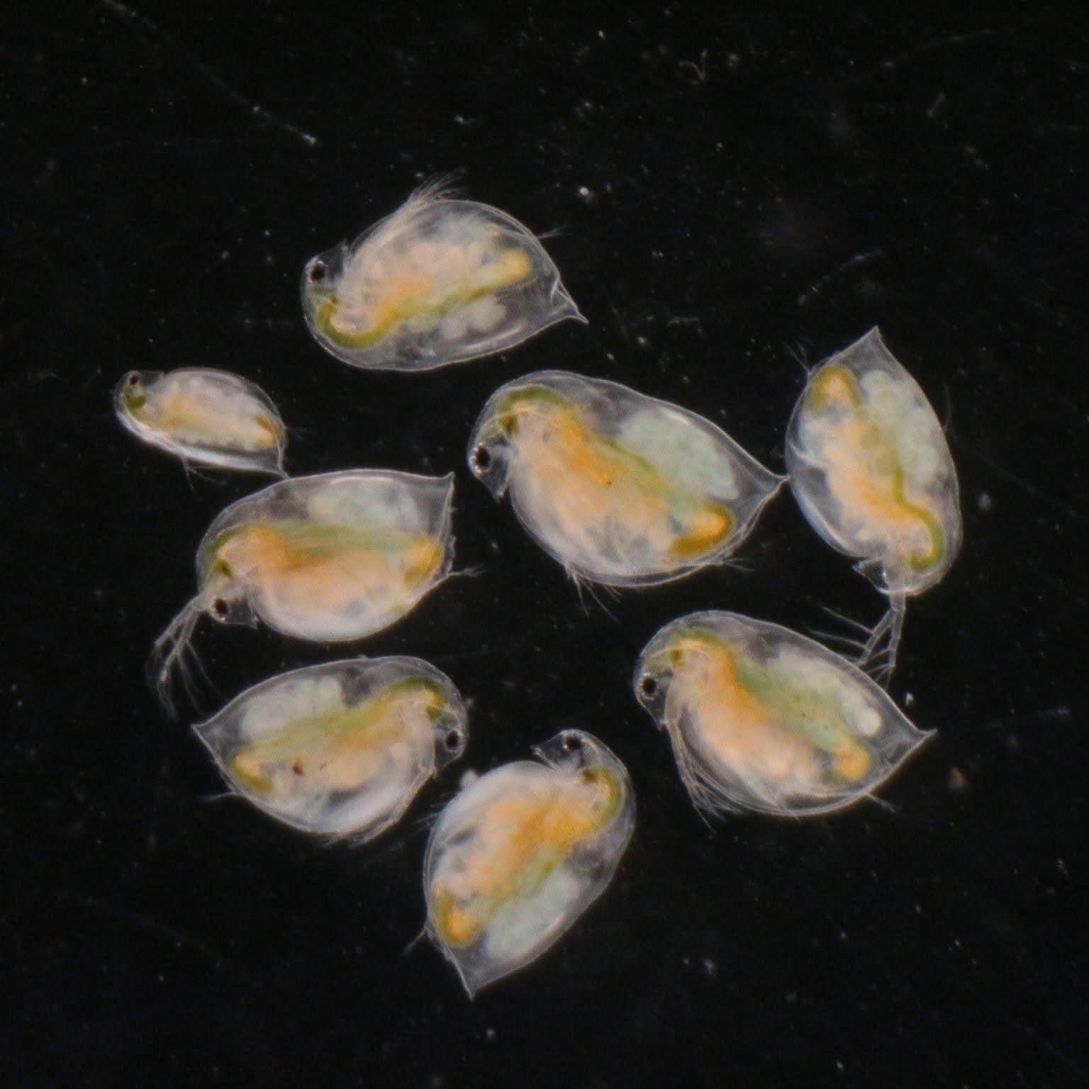 Daphnia magna Eggs