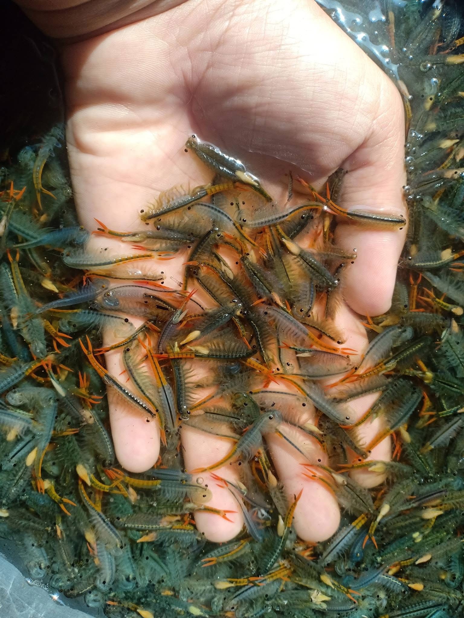 Fairy Shrimp Eggs