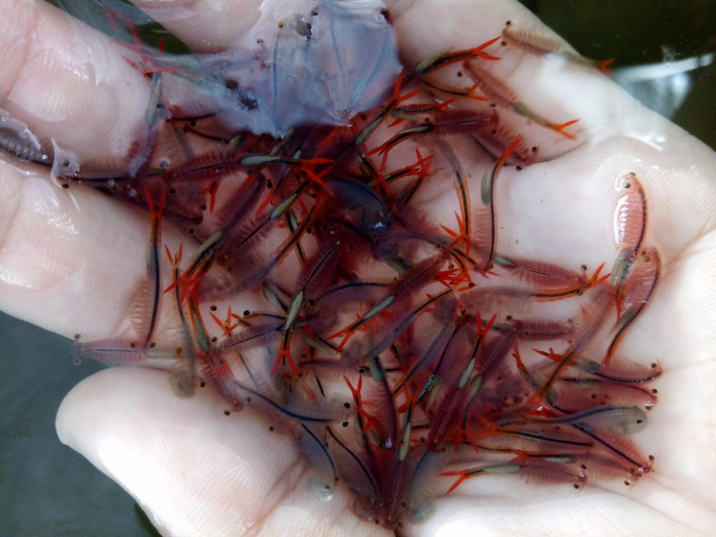 Fairy Shrimp Eggs