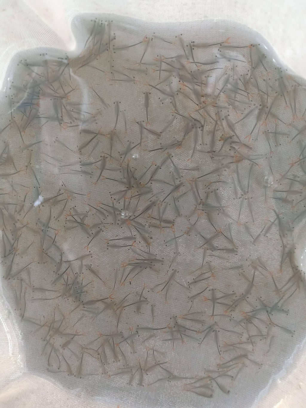 Fairy Shrimp Eggs