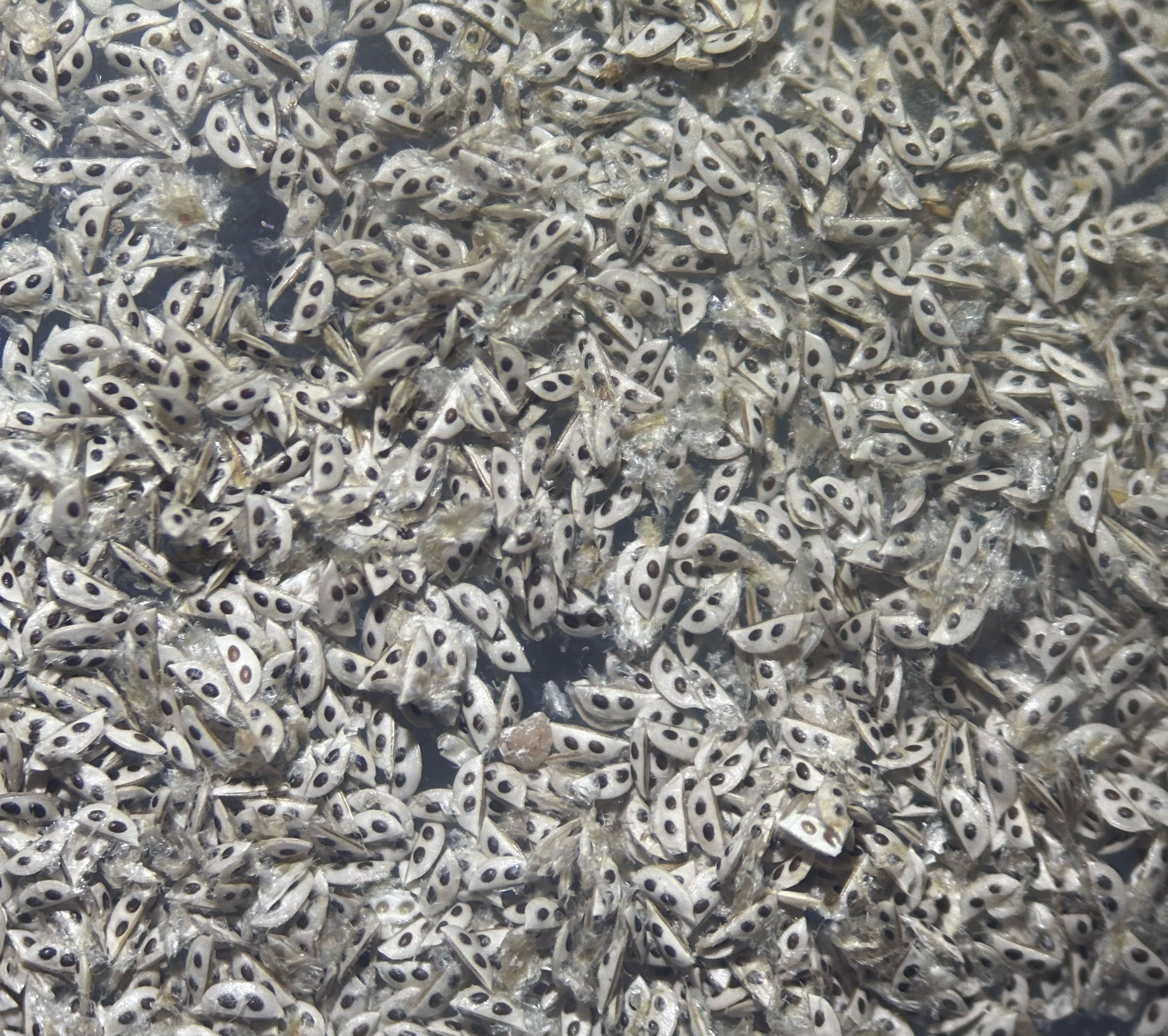 Daphnia magna Eggs
