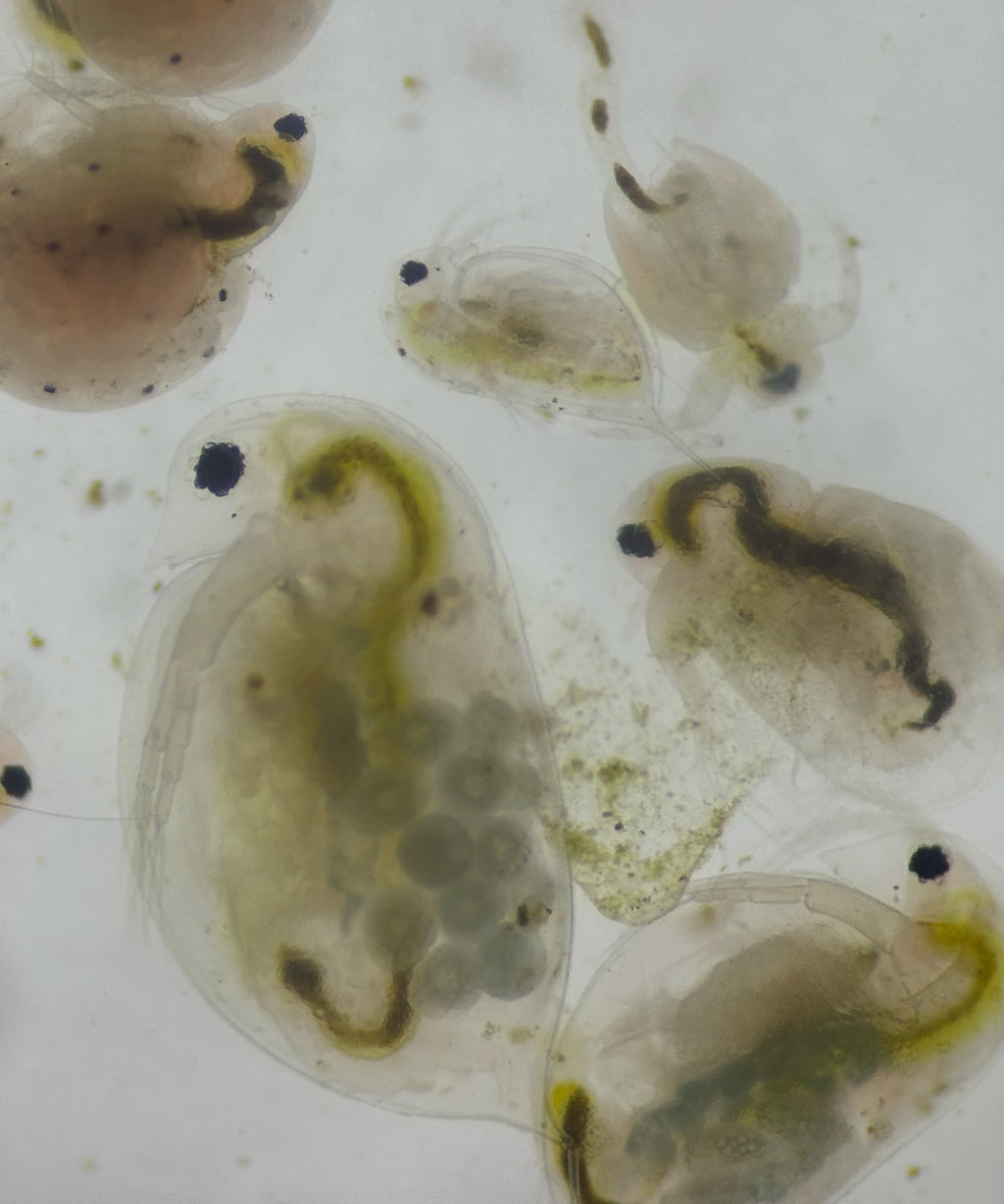 Daphnia magna Eggs
