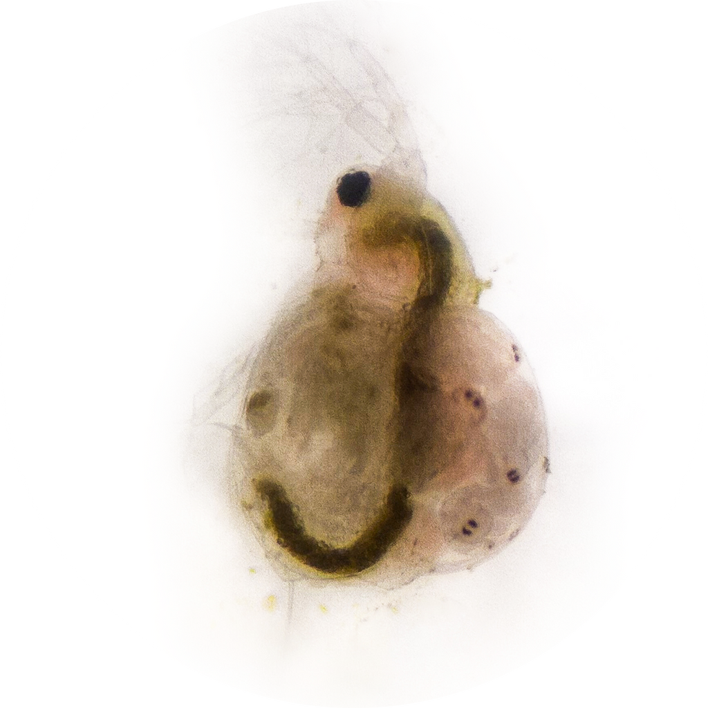Moina macrocopa Eggs