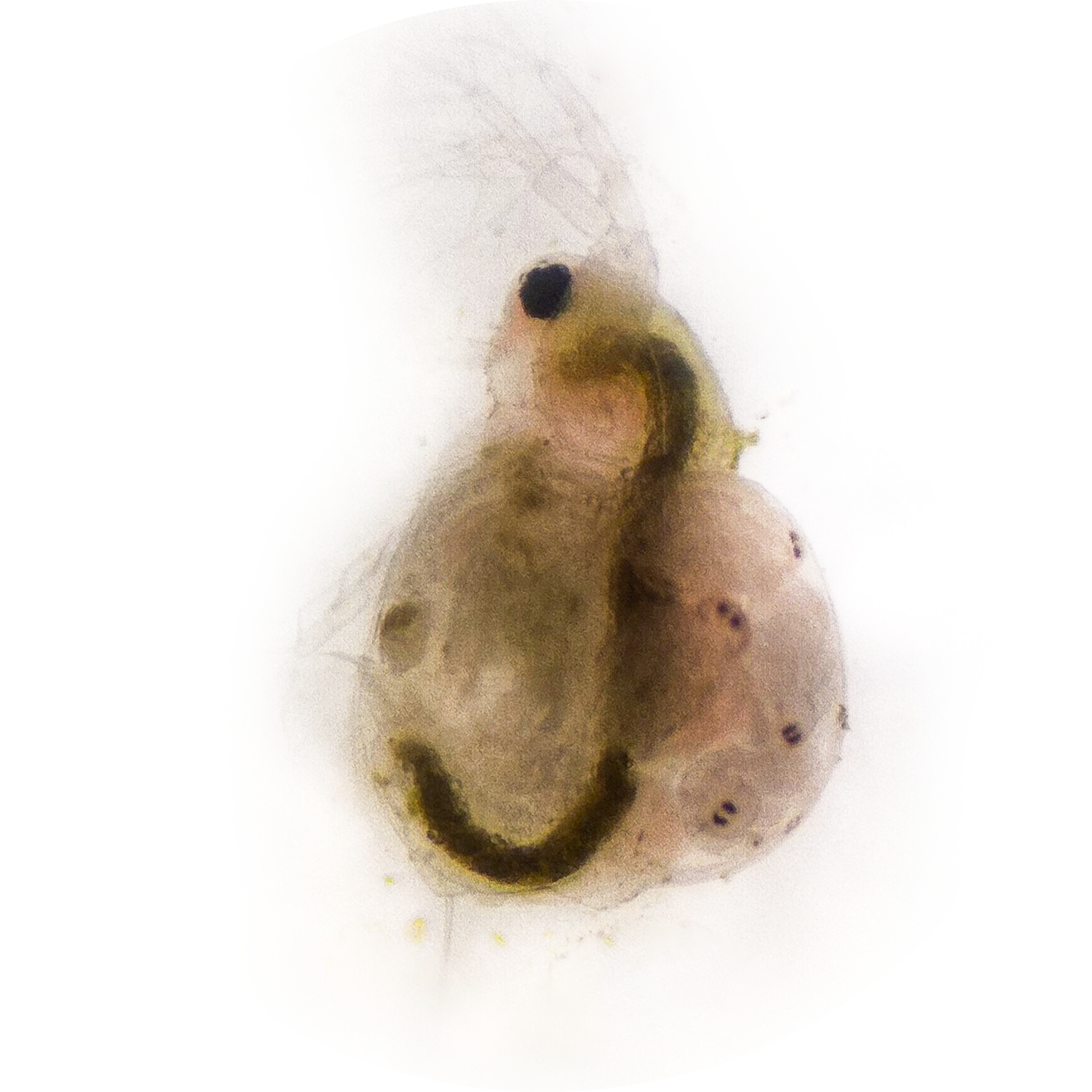 Moina macrocopa Eggs